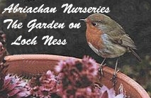 Abriachan Nurseries - Robin On Sempervivum